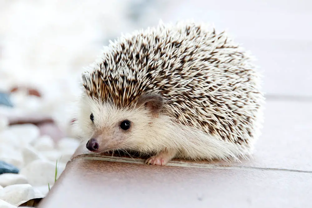 10-Amazing-Hedgehog-Facts-You-Didnt-Know