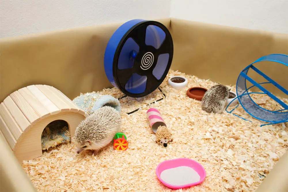 10-Best-Hedgehog-Accessories-Everything-You-Need-To-Know