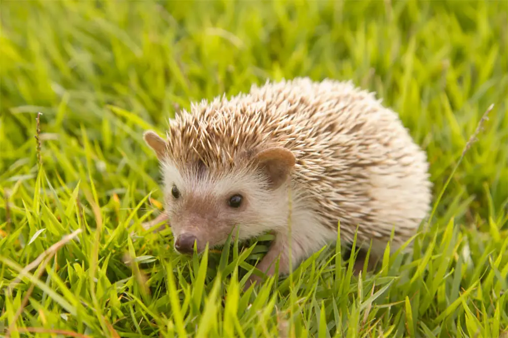 African-Pygmy-Hedgehog-The-Ultimate-Guide