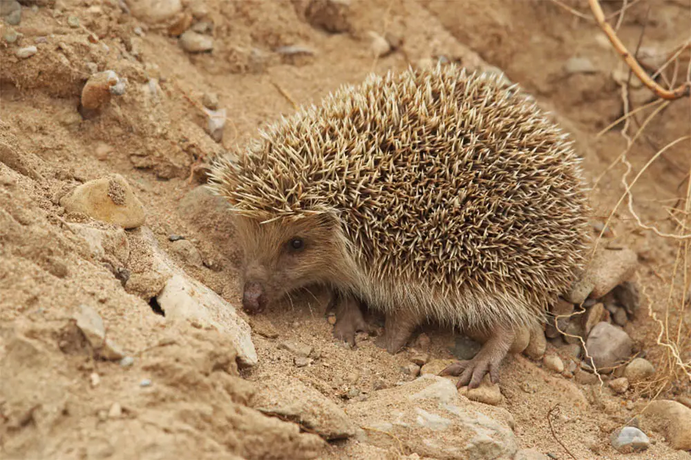 Amur Hedgehog: The ULTIMATE Guide