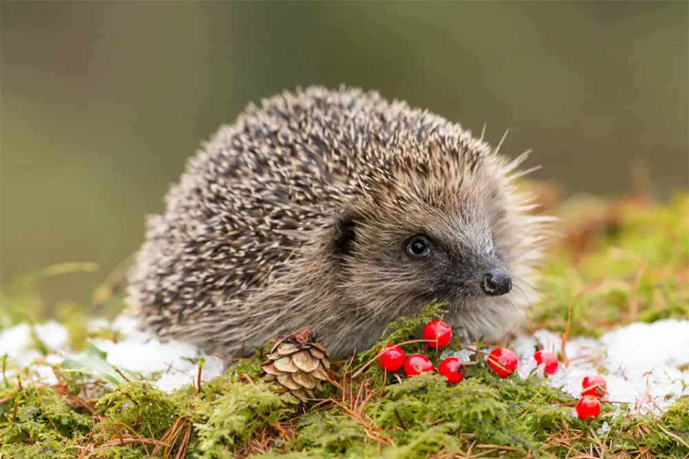 Are-Hedgehogs-Important-And-Why