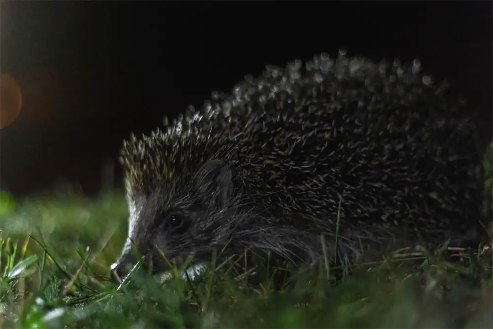 Are Hedgehogs Nocturnal? Everything You Need To Know