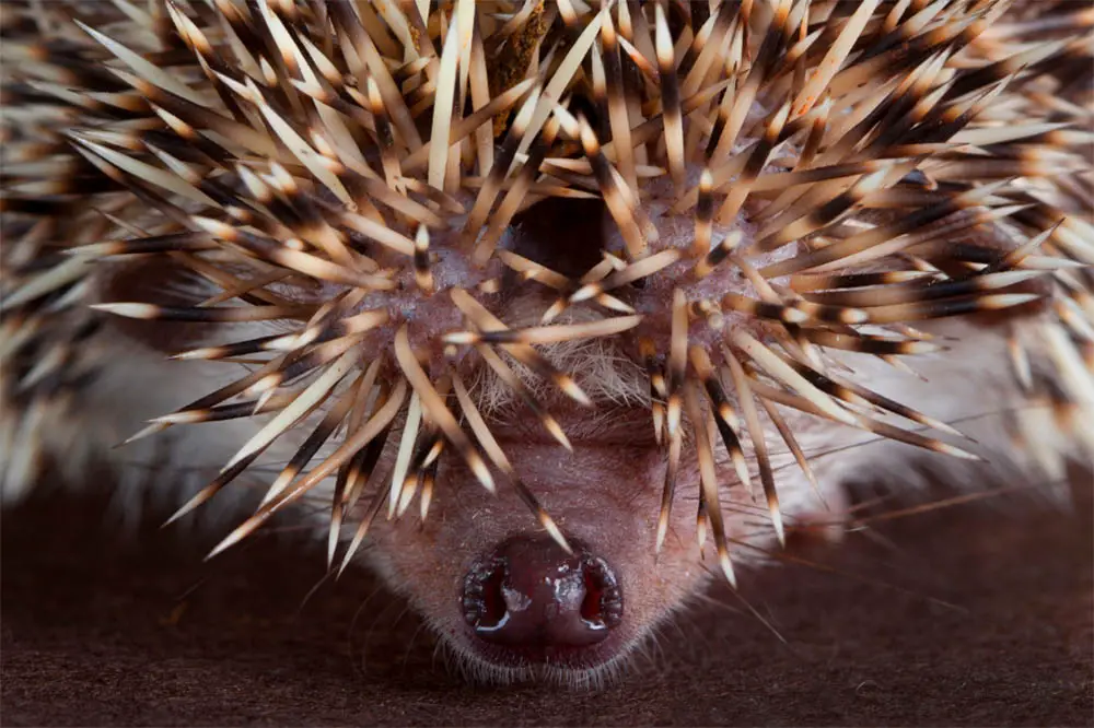 Are-Hedgehogs-Noses-Supposed-To-Be-Wet-What-You-Need-To-Know