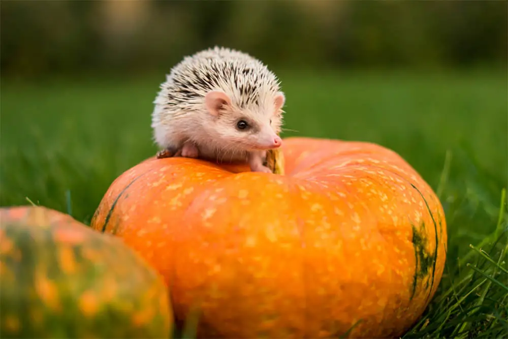 Are-Pumpkins-Bad-For-Hedgehogs-Everything-You-Need-To-Know