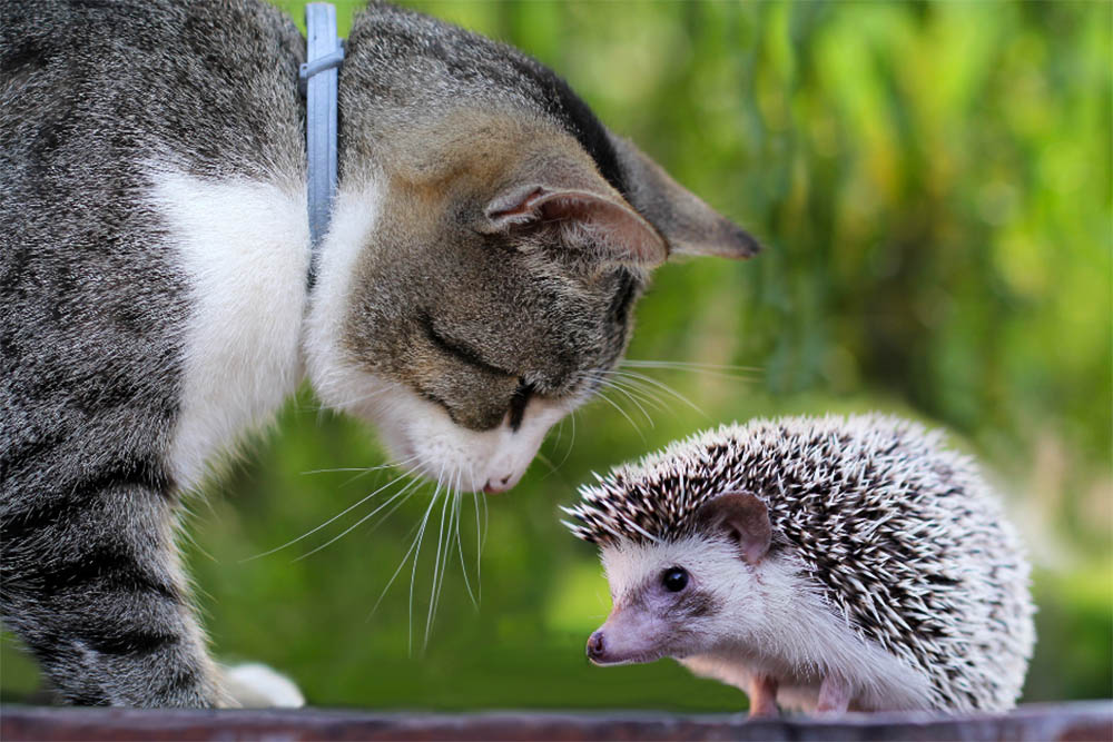 Are-hedgehogs-good-with-cats-Everything-You-Should-Know