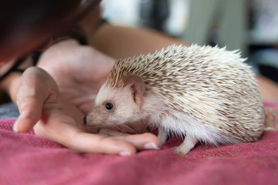 Are-pet-hedgehogs-affectionate-Everything-You-Should-Know