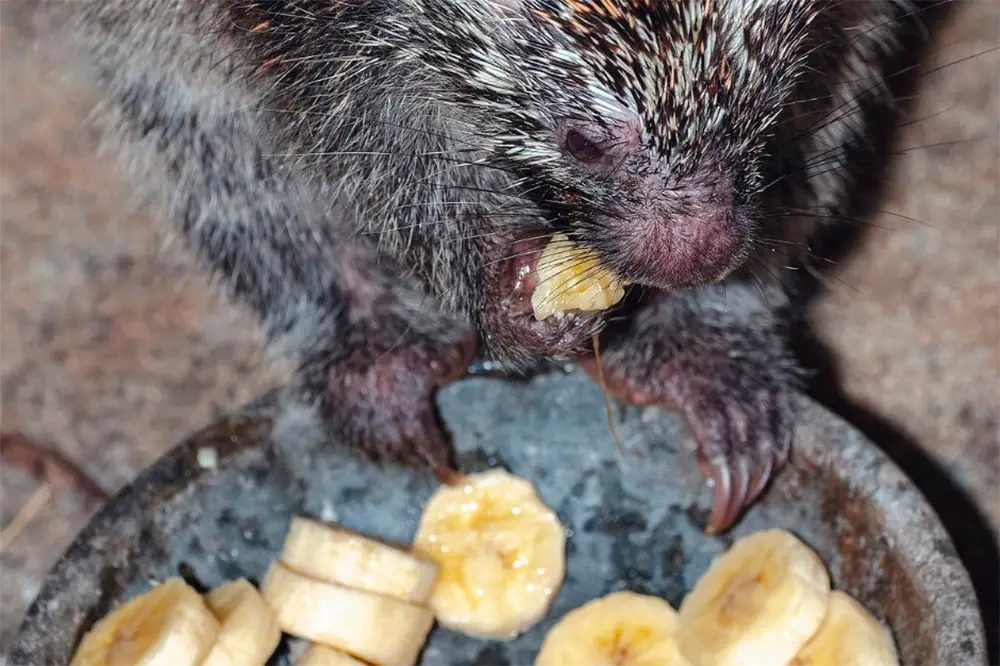 Can A Hedgehog Eat A Banana: Everything You Need To Know
