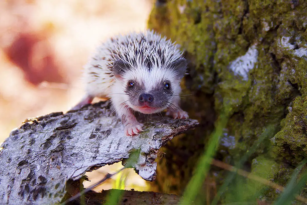 Can Hedgehogs Climb: Everything You Should Know