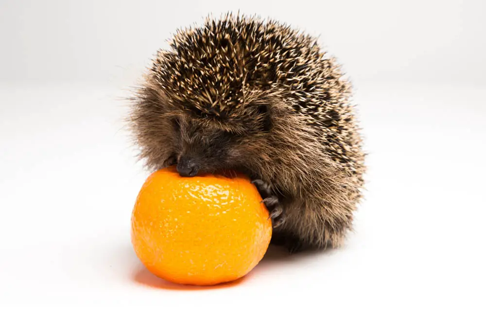 Can-Hedgehogs-Eat-Oranges-Everything-You-Need-To-Know