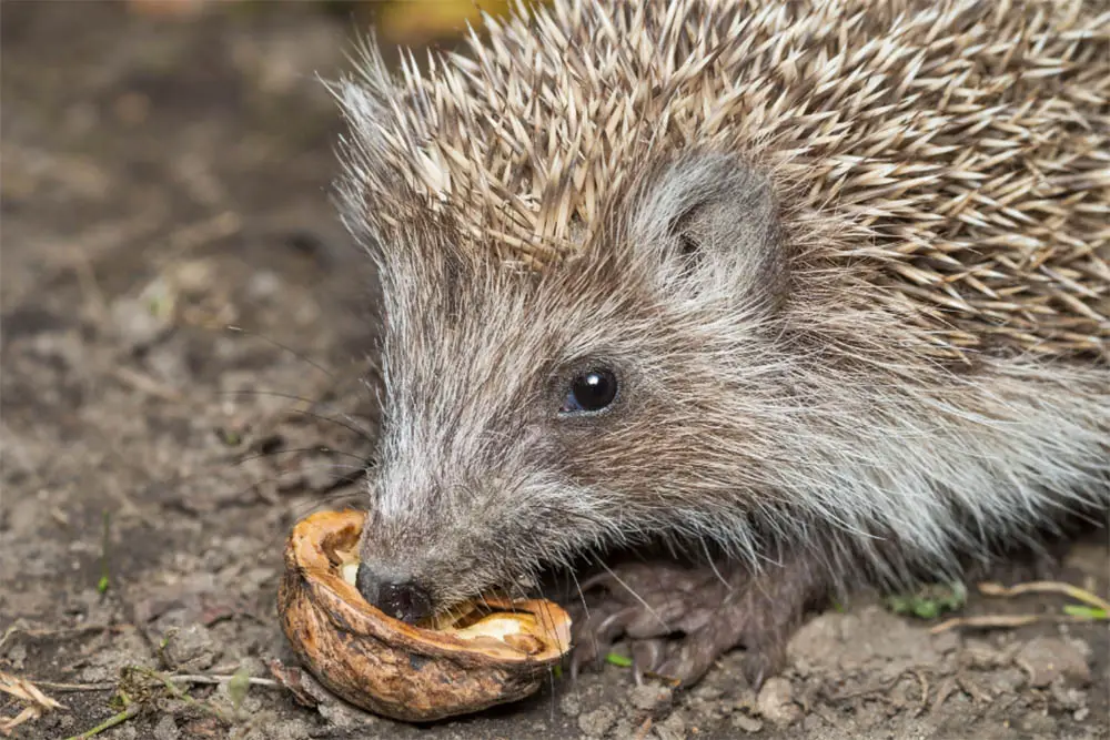 Can-Hedgehogs-Eat-Sunflower-Hearts-Everything-You-Need-To-Know-1