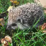 Can Hedgehogs Eat Sunflower Hearts: Everything You Need To Know