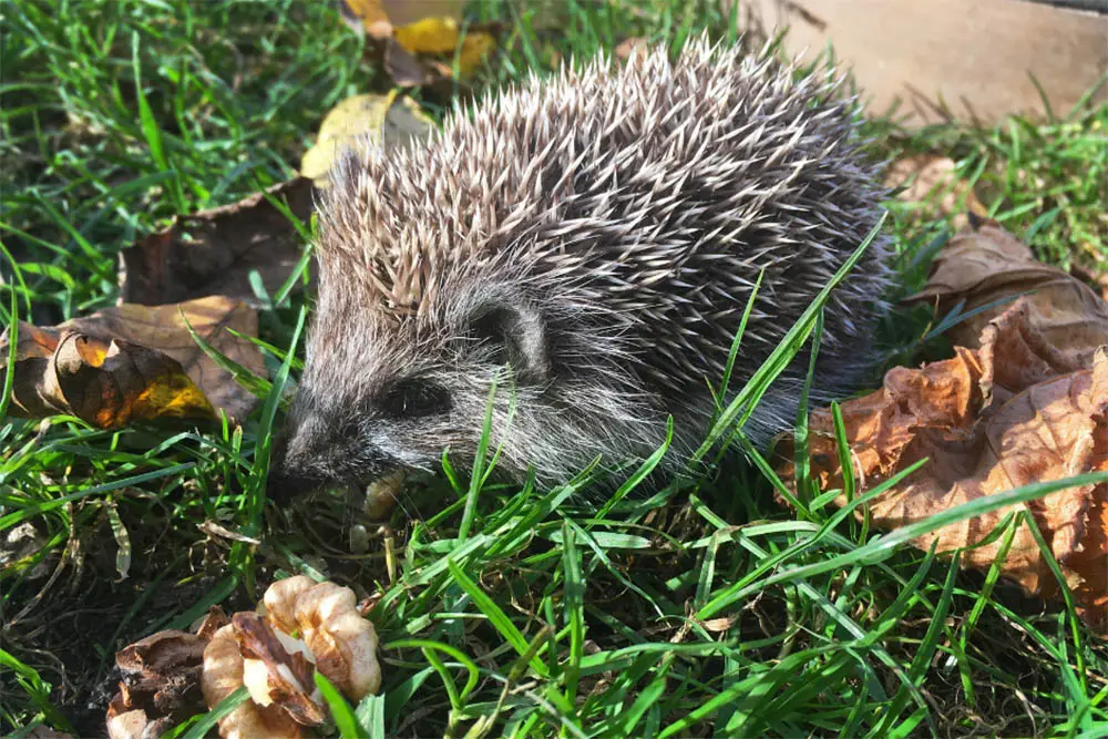 Can-Hedgehogs-Eat-Sunflower-Hearts-Everything-You-Need-To-Know
