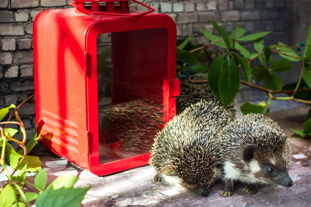 Can-I-relocate-a-hedgehog-Everything-You-Should-Know
