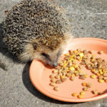Can You Feed Hedgehogs Cat Food?
