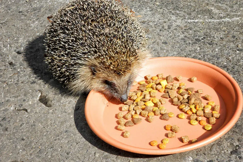 Why Can'T Hedgehogs Eat Fish Based Cat Food? 