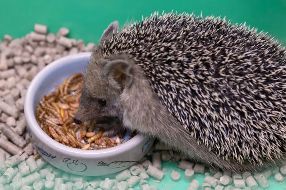 Can-You-Feed-Hedgehogs-Mealworms