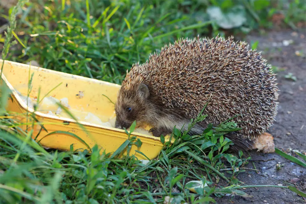 Can-hedgehogs-eat-peanut-butter-Everything-You-Should-Know