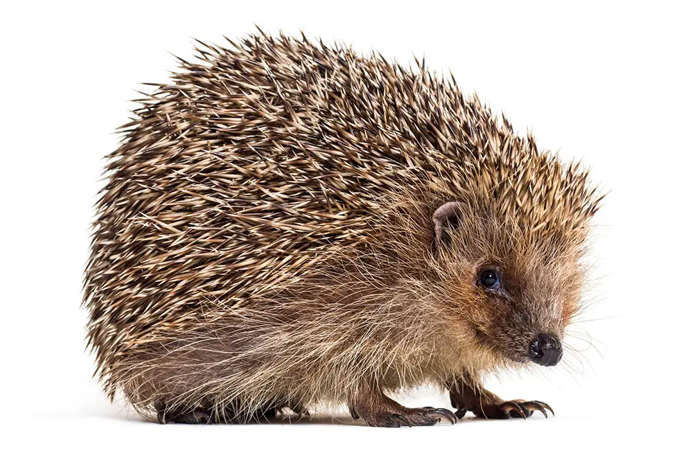 European Hedgehog: The ULTIMATE Guide
