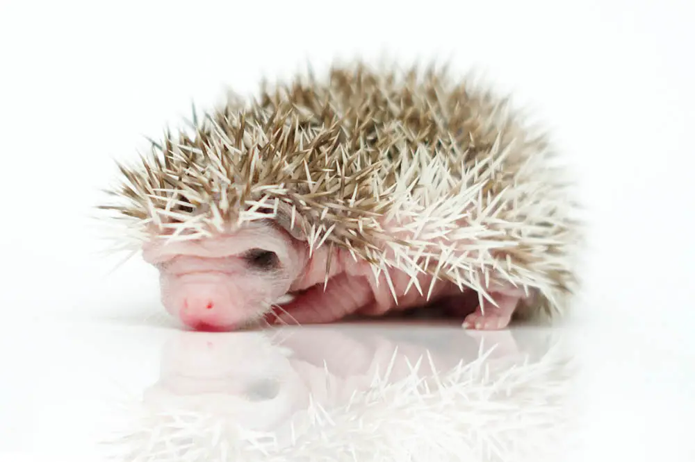 Hedgehog-Babies-Everything-you-need-to-know