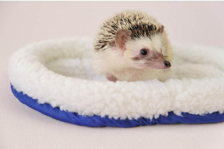 Hedgehog Bedding: How To Make Them Comfortable - Hedgehog ...