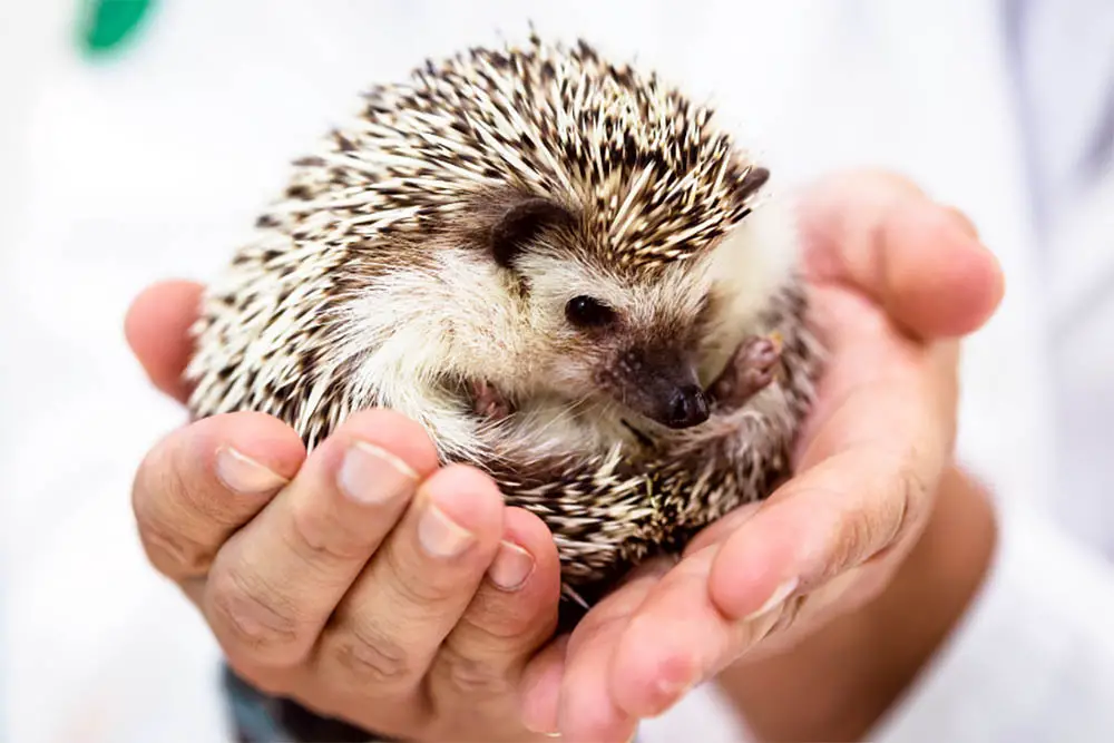 Hedgehog Care - Everything You Need To Know
