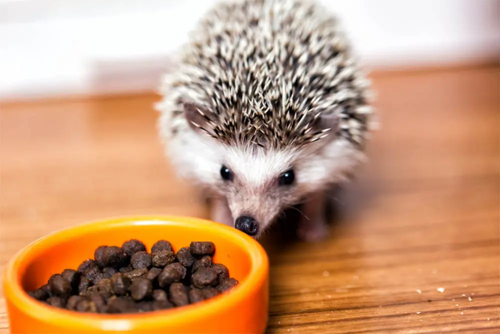 Hedgehog-Food-What-Can-And-Cant-They-Eat
