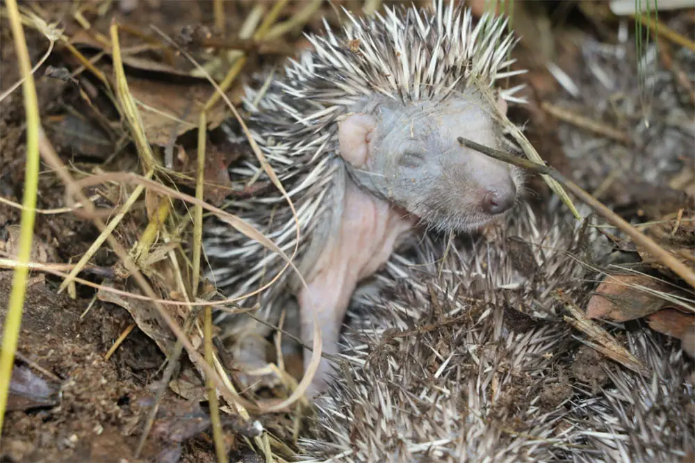 Hedgehog-Giving-Birth