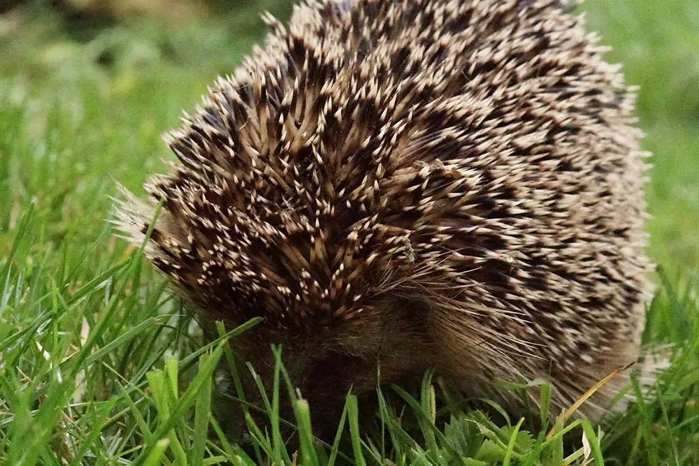 Hedgehog-Hibernation-Everything-You-Need-To-Know