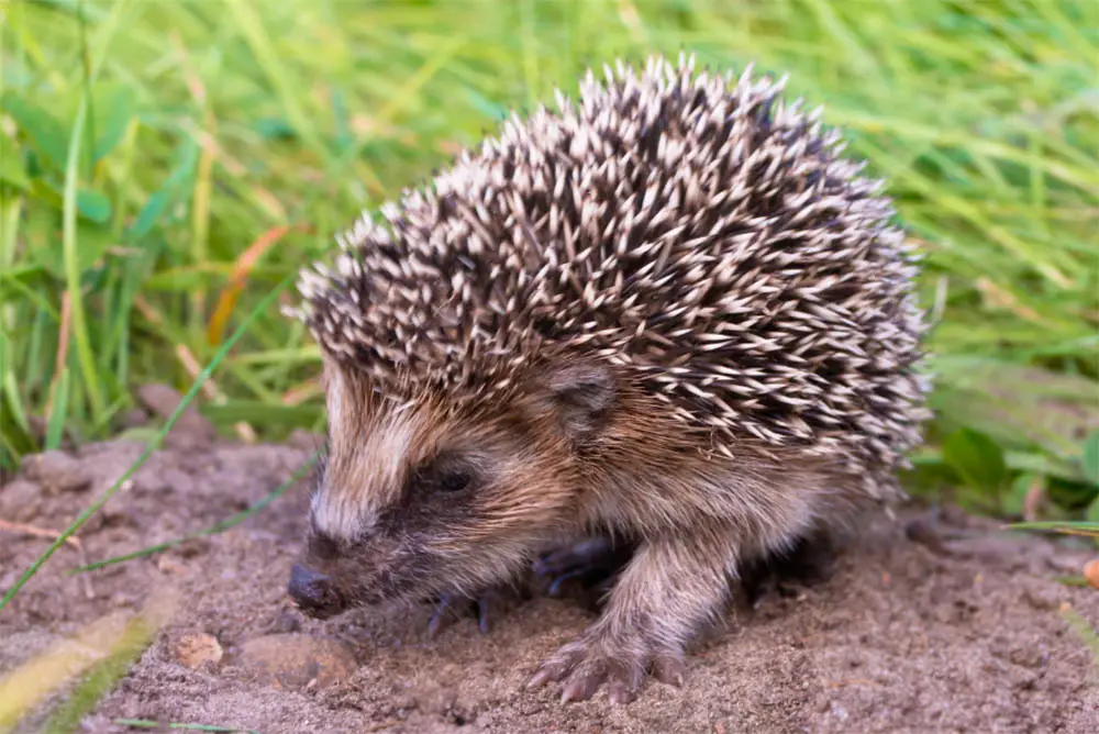 Hedgehog-Life-Cycle-Everything-You-Need-To-Know