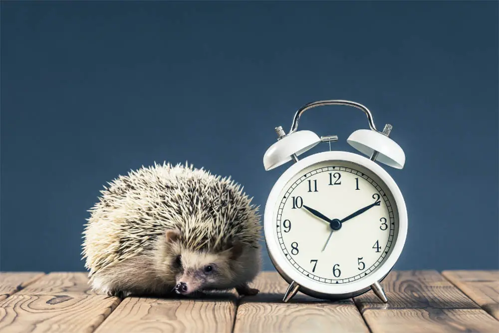 Hedgehog Life Expectancy: How Long Do They Live?