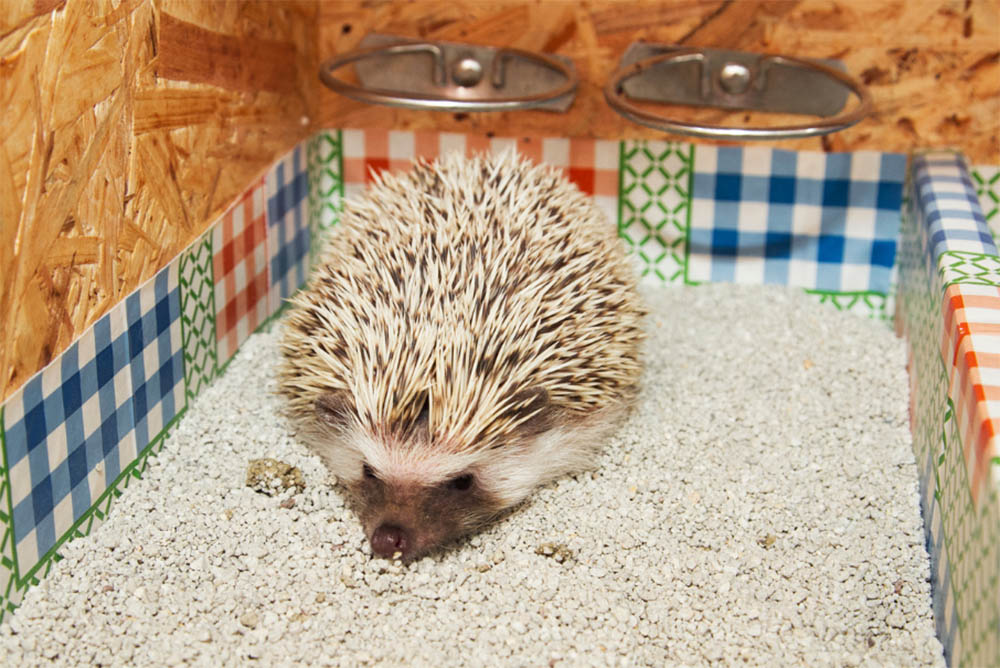 Hedgehog in its habitat