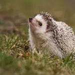 Hedgehog Poo: What It Looks Like & More