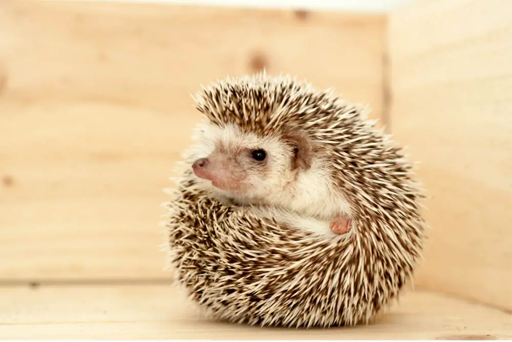 Hedgehog Price: How Much Do They Cost? - Hedgehog Registry