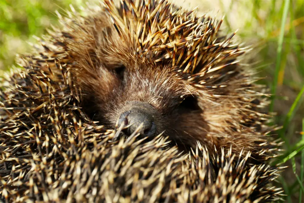 Hedgehog-Quills-Everything-You-Need-to-Know