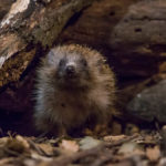 Hedgehog Burrow: What It Looks Like & More