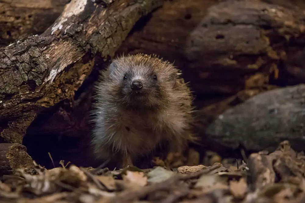 Hedgehog Sounds: What Sounds Do They Make
