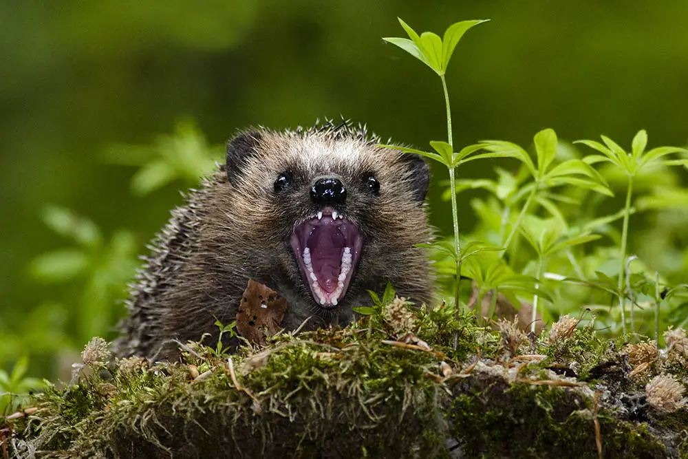 Hedgehog,In,The,Woods,Showing,Her,Teeth,On,You