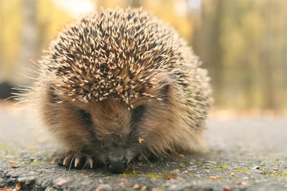 Hedgehog-Vomit-What-It-Looks-Like-More