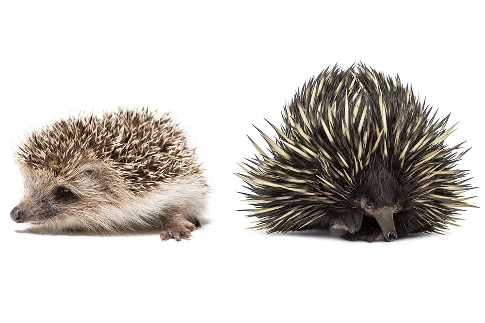 Hedgehog-vs-Echidna-Are-They-The-Same