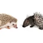 Hedgehog Vs Porcupine: Are They The Same?