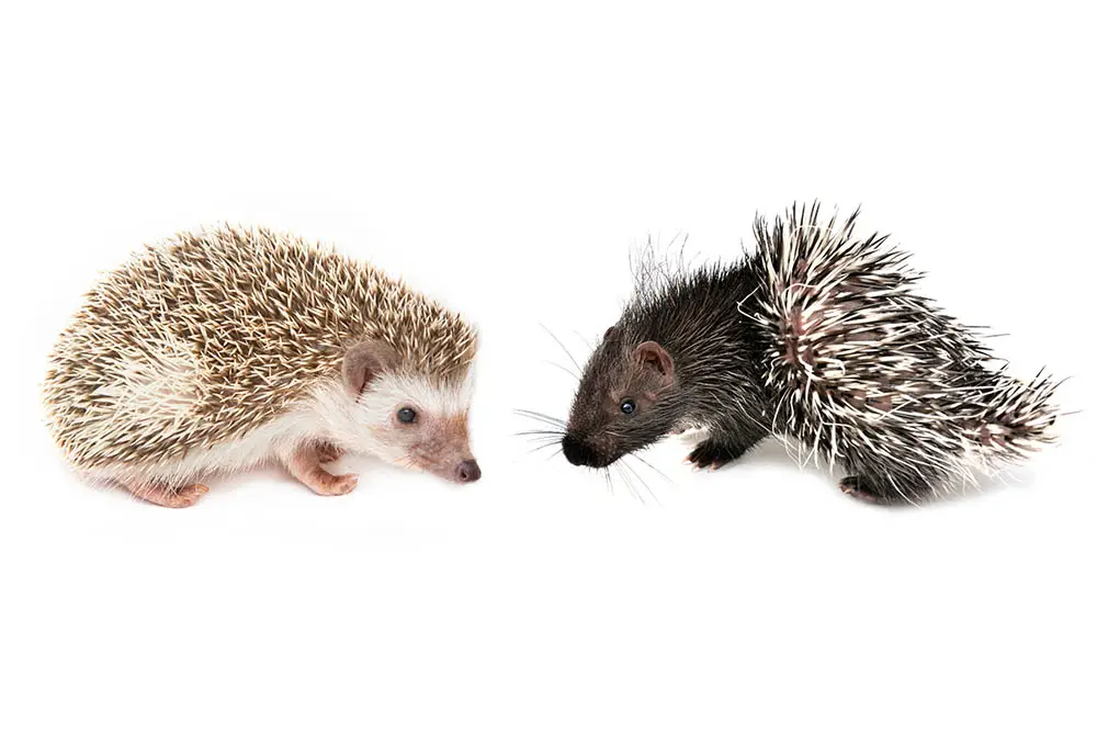 Hedgehog Vs Porcupine: Are They The Same? - Hedgehog Registry