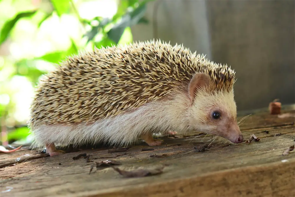 Hedgehogs-And-Lungworm-What-You-Need-To-Know