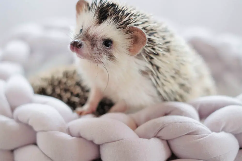 How Expensive Is Keeping A Hedgehog: Care, Food, Accessories