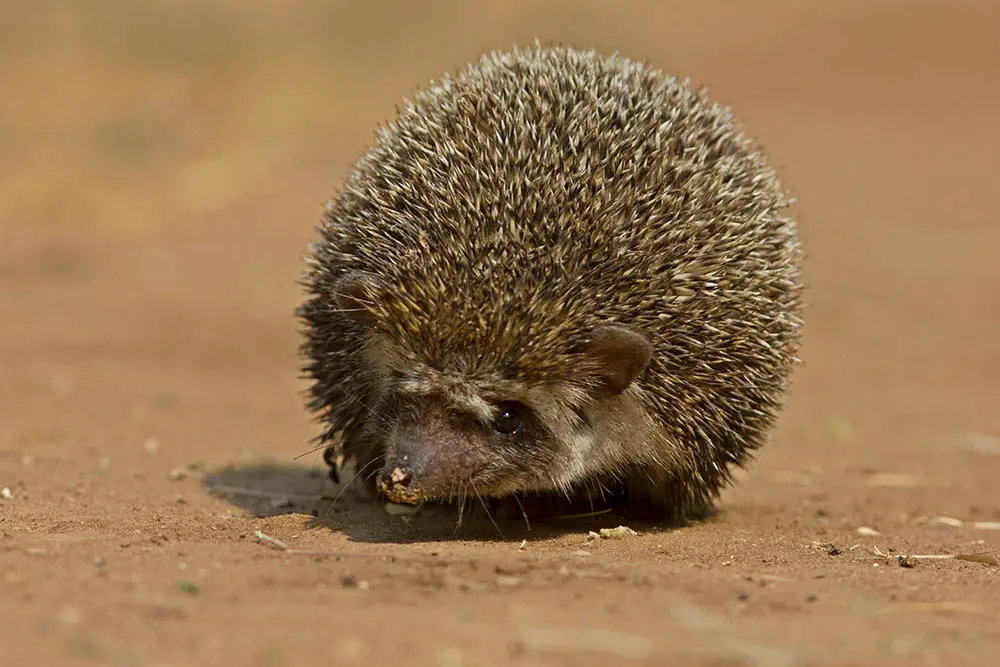 Indian Hedgehog: The ULTIMATE Guide