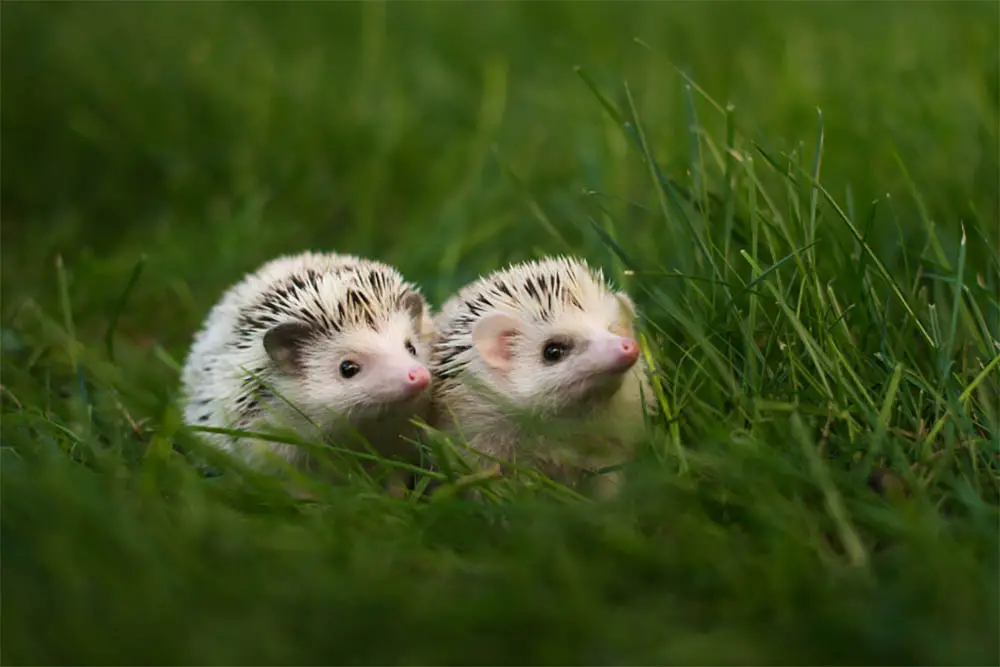 Is It Better To Have One Or Two Hedgehogs
