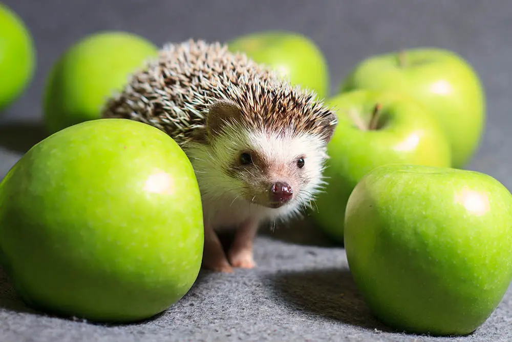 Hedgehog,With,Green,Apples,(atelerix,Sclateri)
