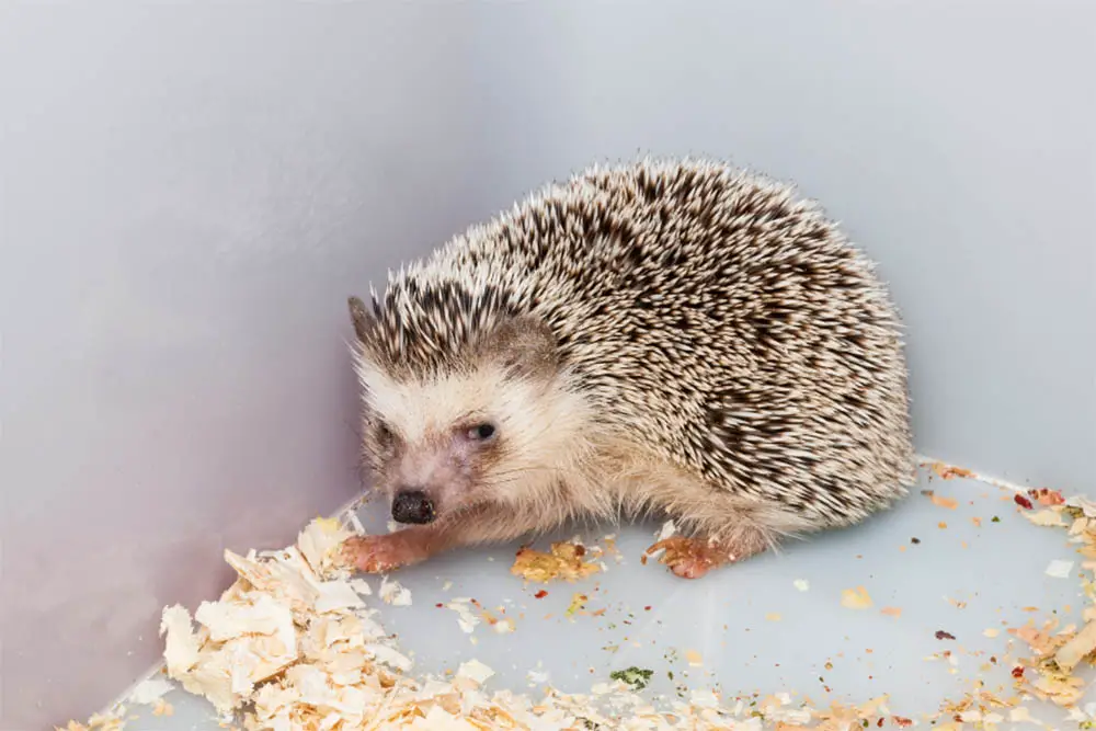 Southern African Hedgehog: The Ultimate Guide