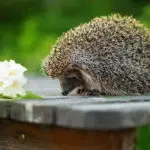 What Does It Mean When A Hedgehog Foams At The Mouth?