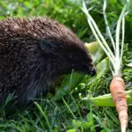 What Fruits And Vegetables Can Hedgehogs Eat - The Ultimate Guide