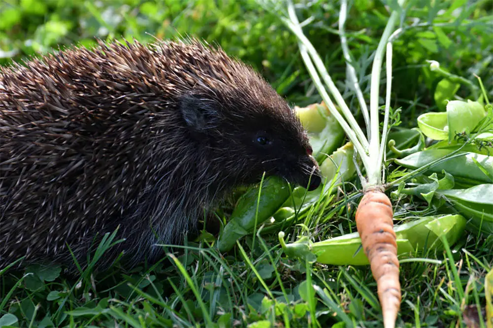 What-Fruits-And-Vegetables-Can-Hedgehogs-Eat-The-Ultimate-Guide